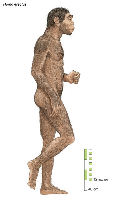 Homo-Erectus